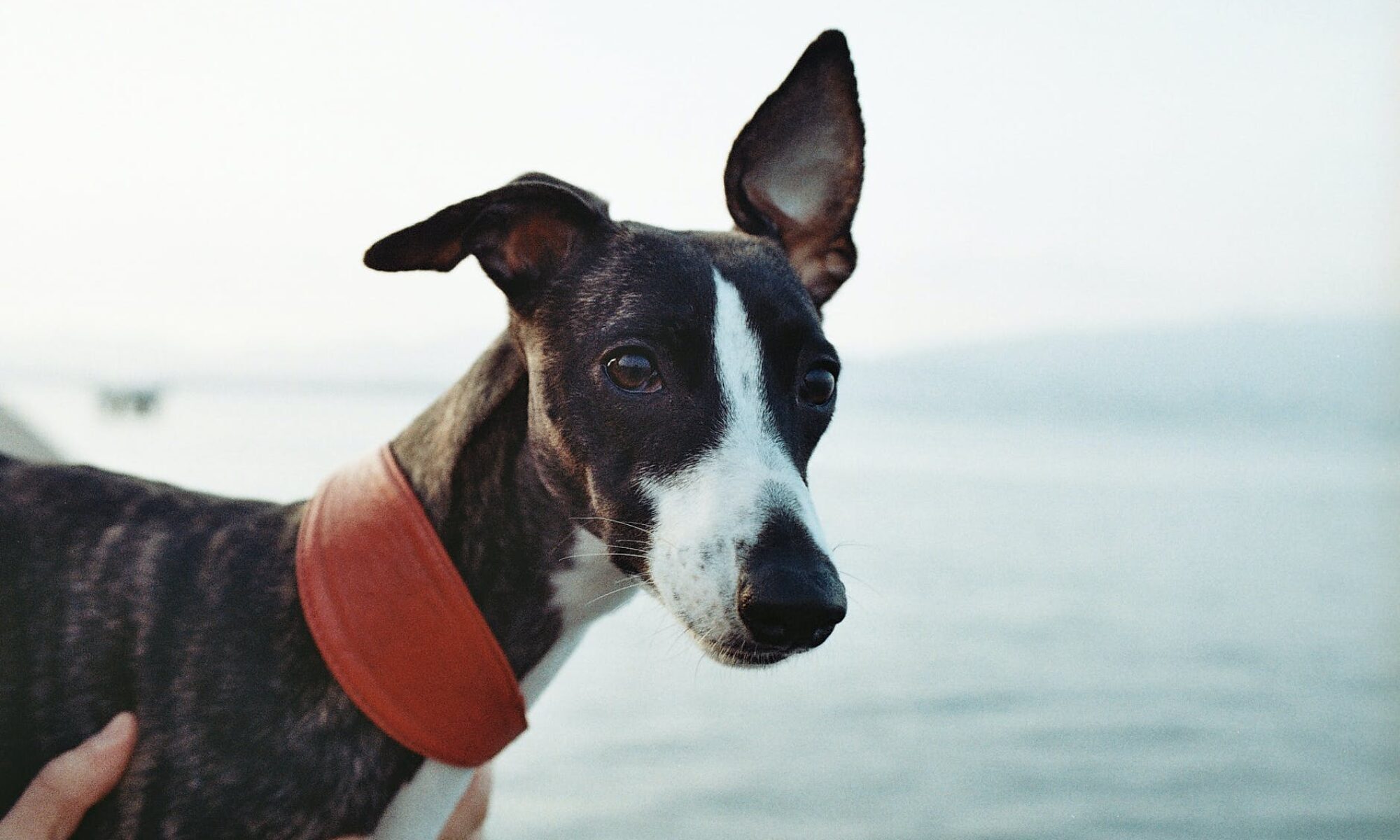 services header photo is a brindle hound with a red collar with the ocean in the background
