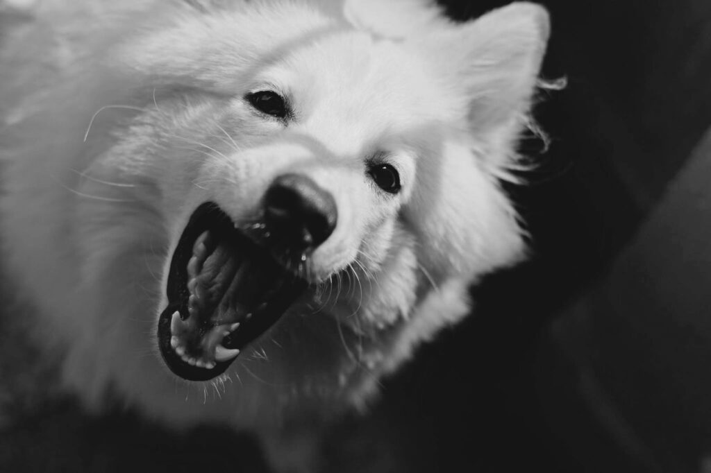 aggressive dog blog