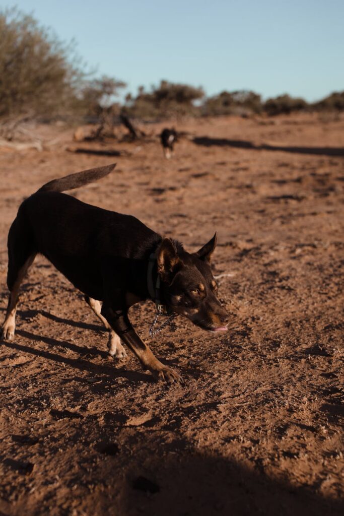 Aggressive Dog Training