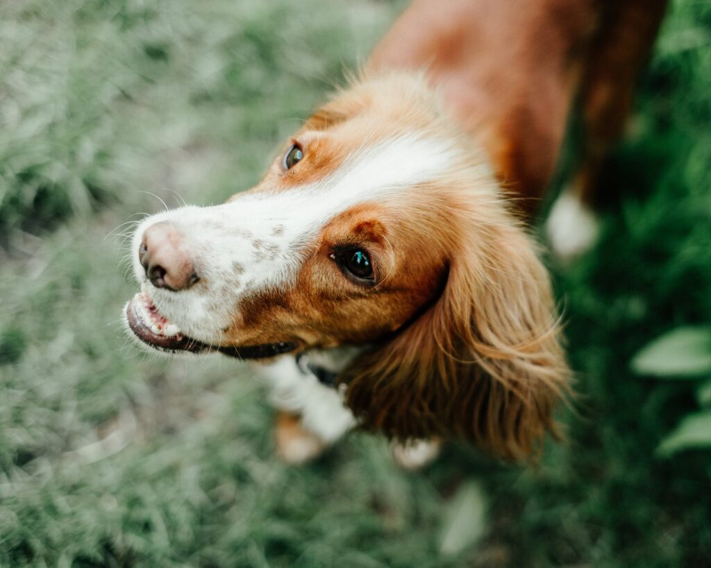 Dog training