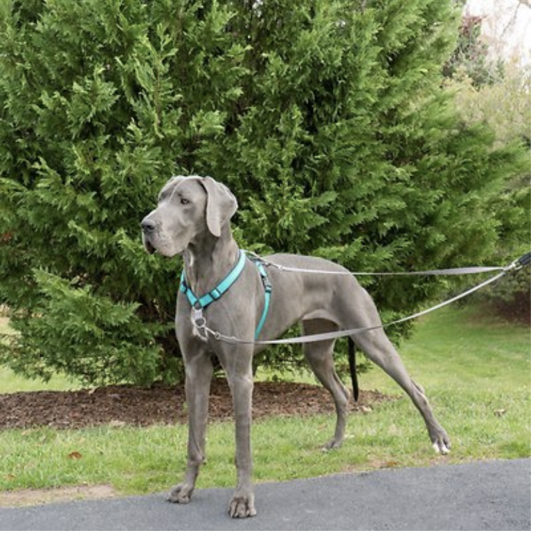 Training Equipment:  Dog wearing PetSafe Two Point Control Nylon Dog Leash