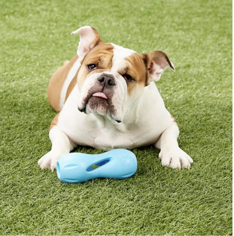 Photo of dog playing with West Paw Qwizl