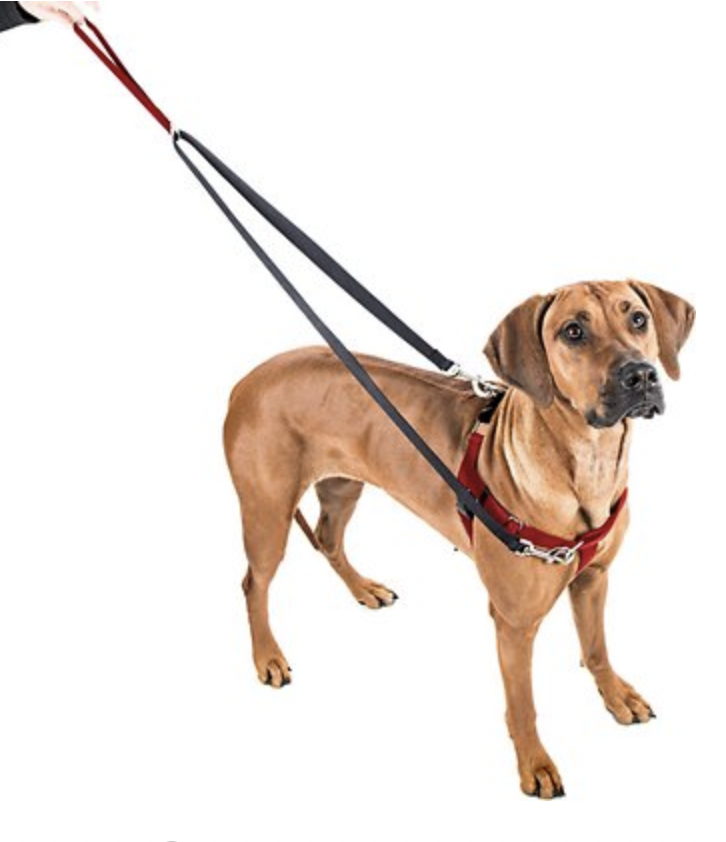 Training Equipment:  Dog wearing Freedom No-Pull Harness