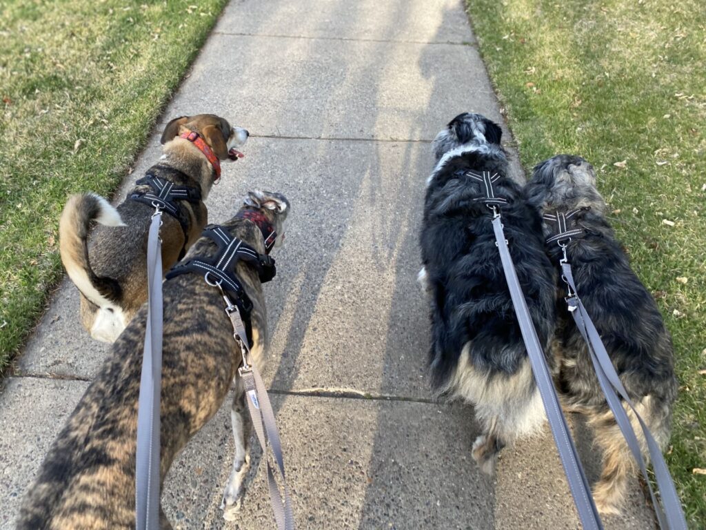 Sniff Walk Adventures