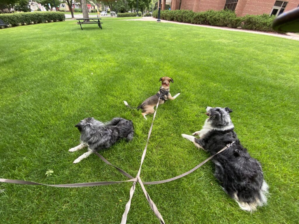 Sniff Walk Adventures