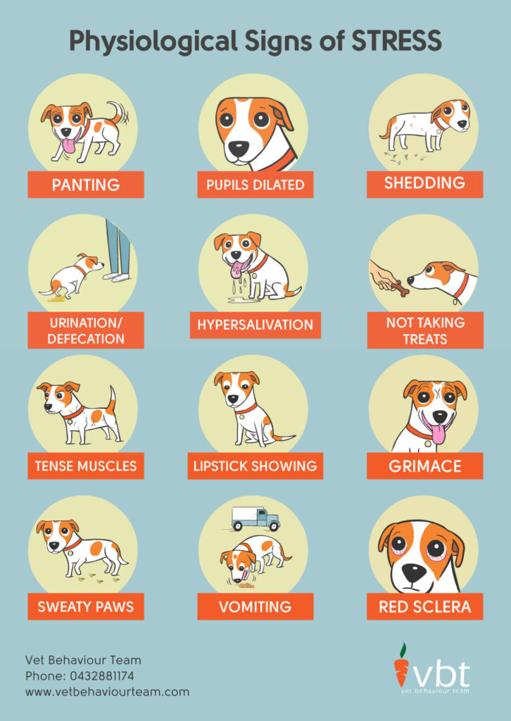 Dog Training Manuals That You Can Trust