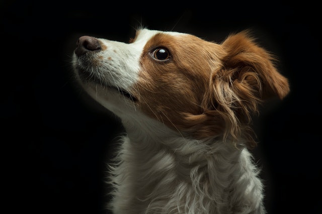 Canine Body Language - mouth tense; lips form a long straight line