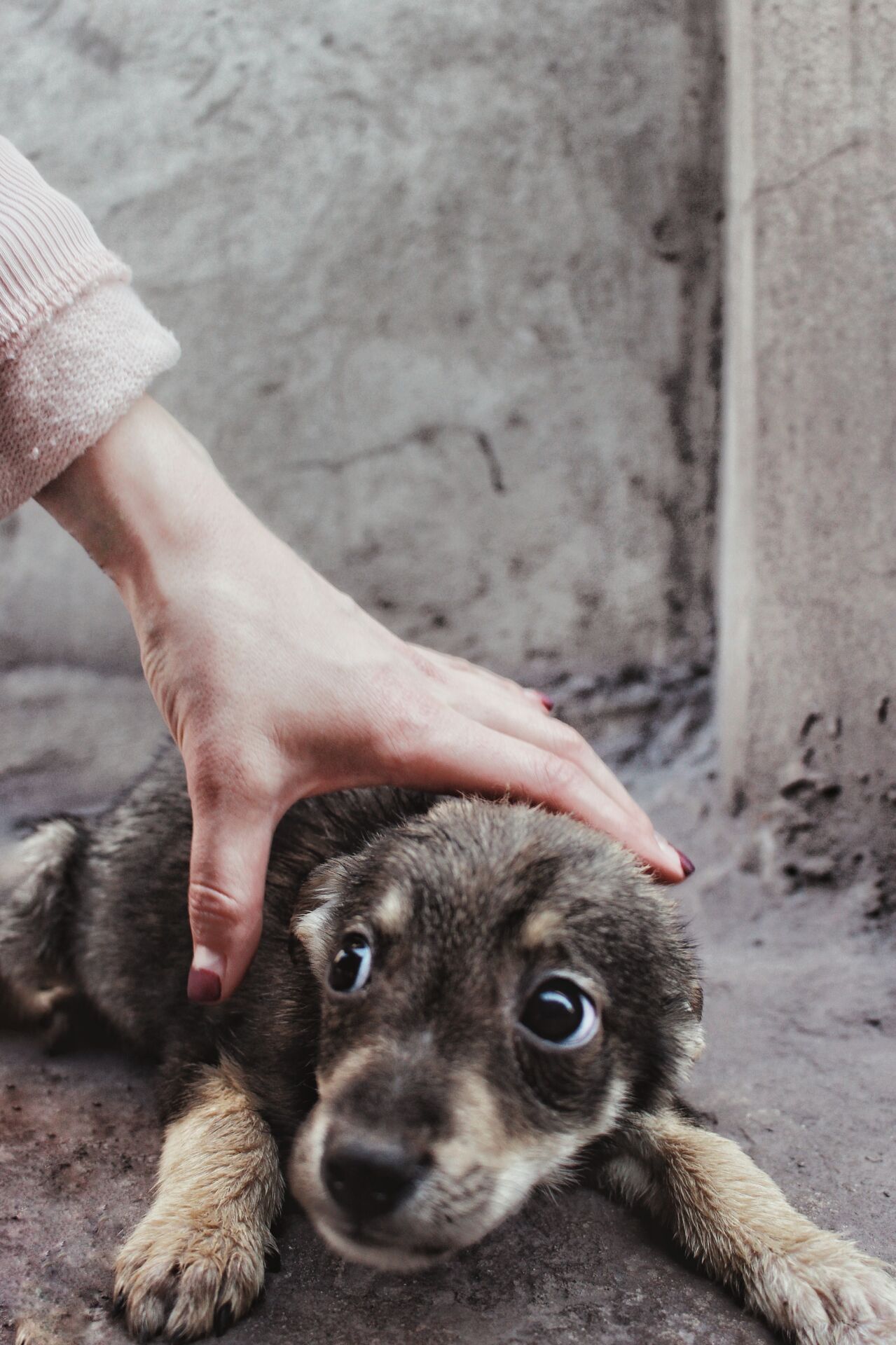 Canine Body Language - stressed