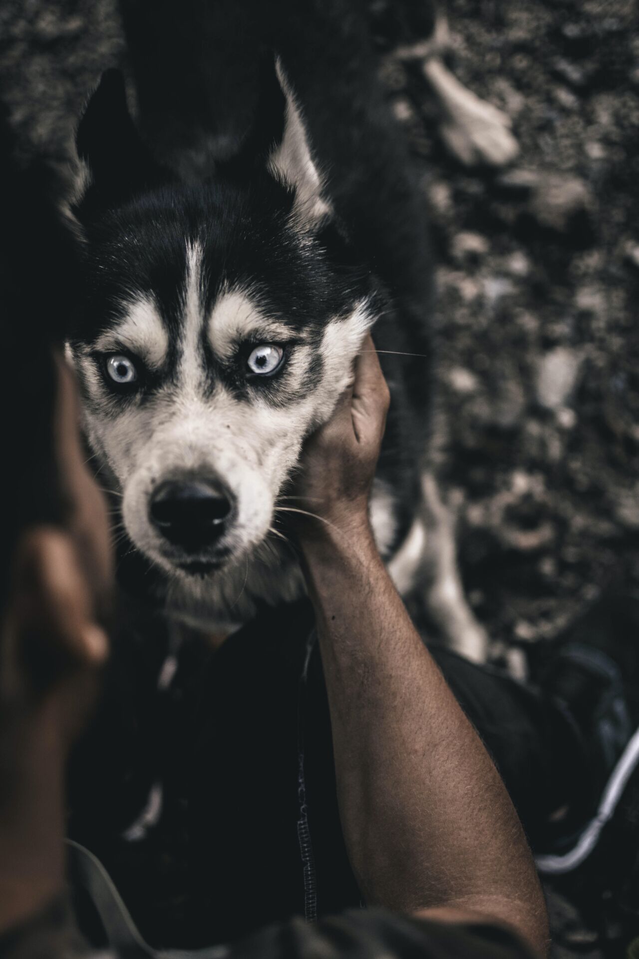 Canine Body Language - stressed