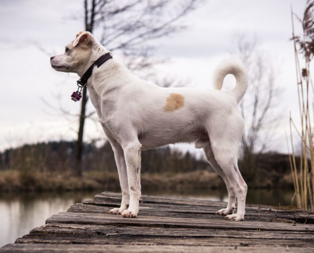 Canine Body Language - stiff, tense posture