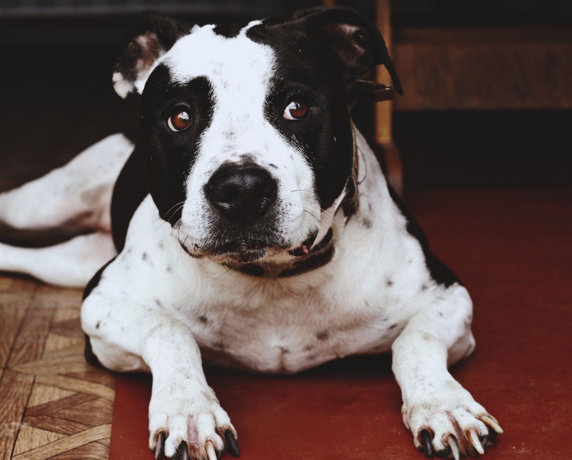 Canine Body Language - averted eyes