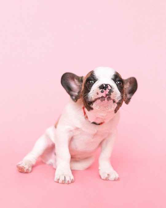 Canine Body Language - crouched posture, ears down and back, closed mouth, long lip line, whale eye, whiskers forward