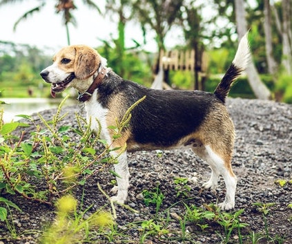 Canine Body Language - high tail carriage