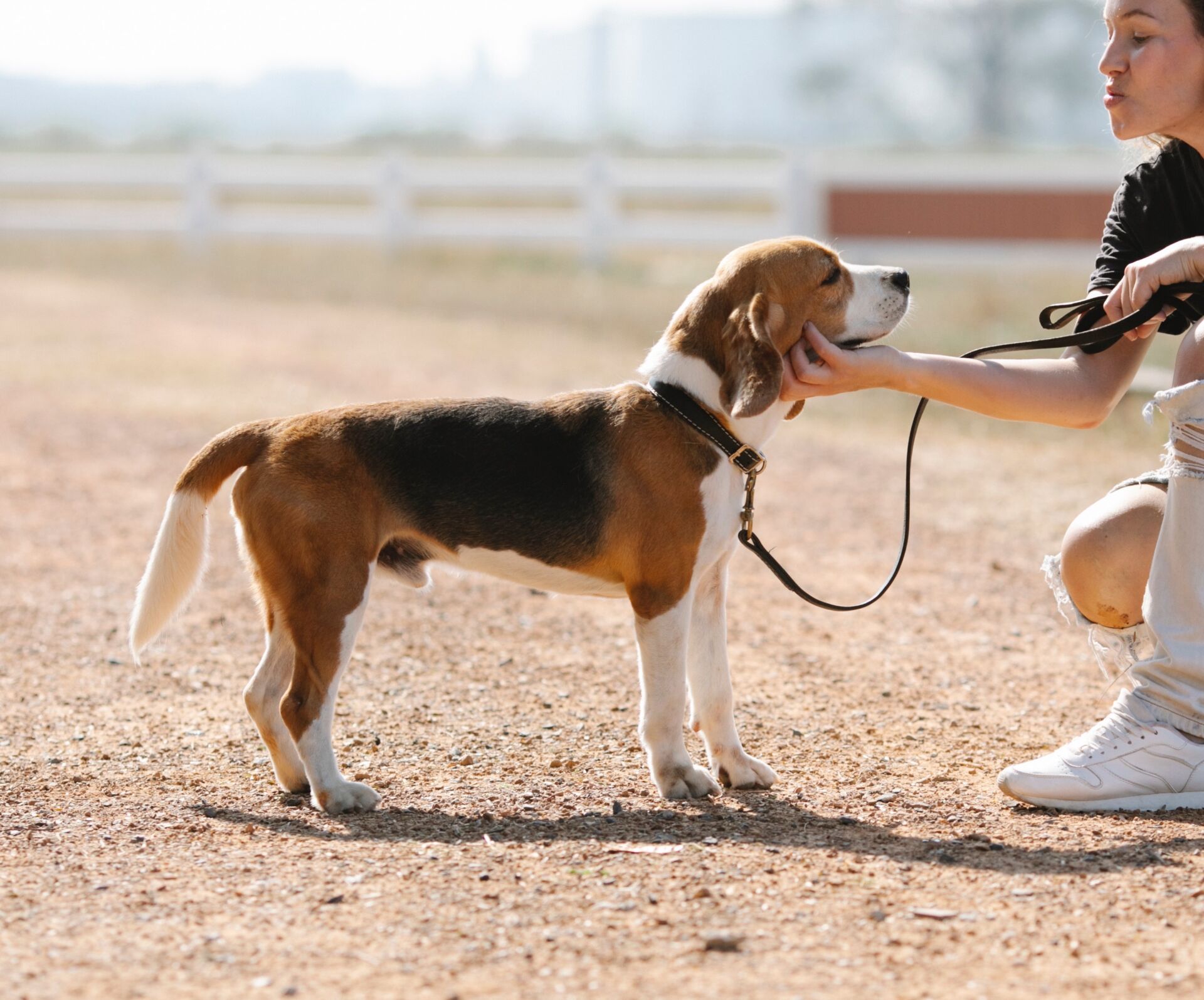 Canine Body Language - low tail carriage