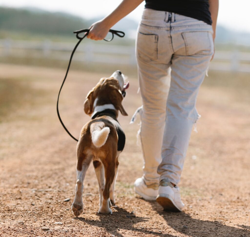 Canine Body Language - neutral tail carriage