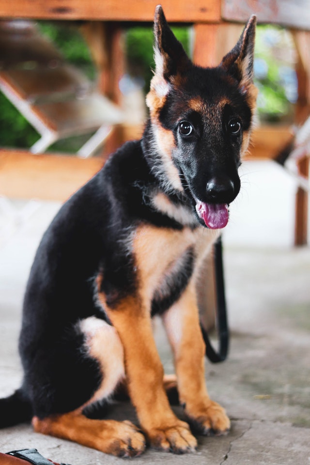 Canine Body Language - crouched posture, wide round eyes, whale eye, ears back