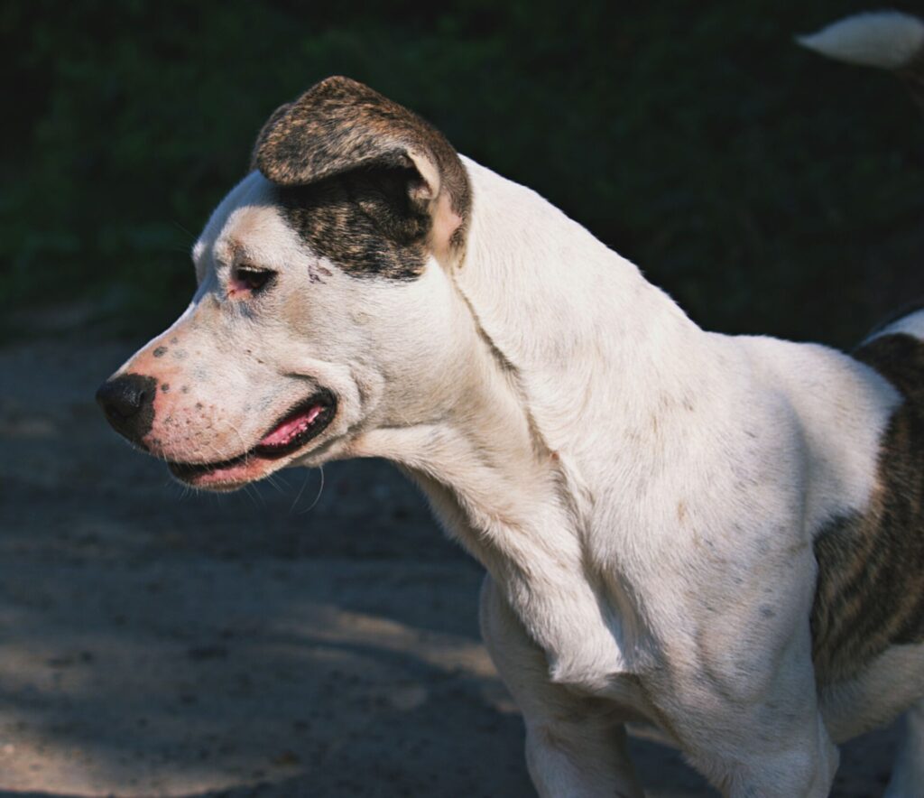 Canine Body Language Online Course