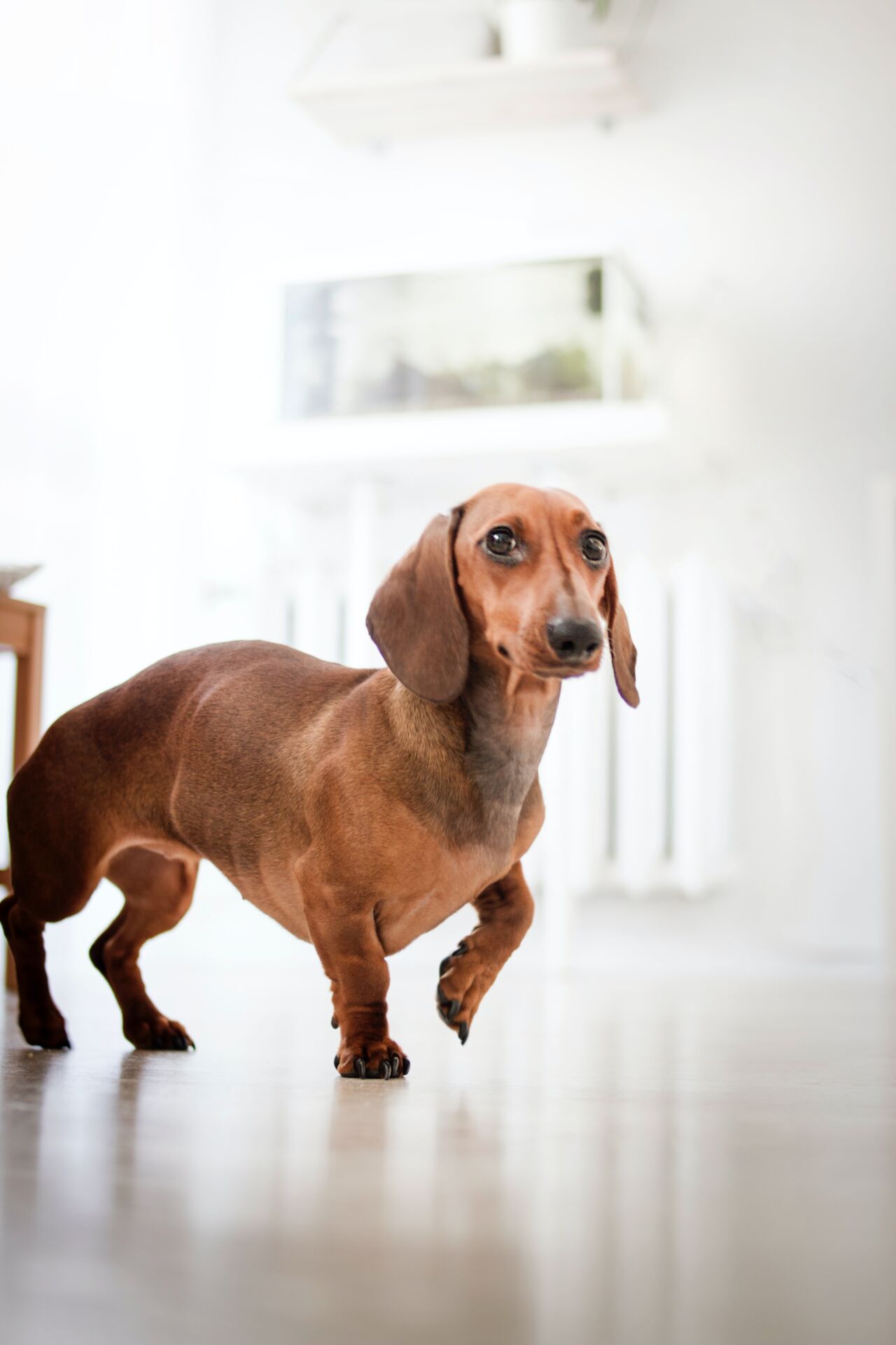 Canine Body Language - paw lift