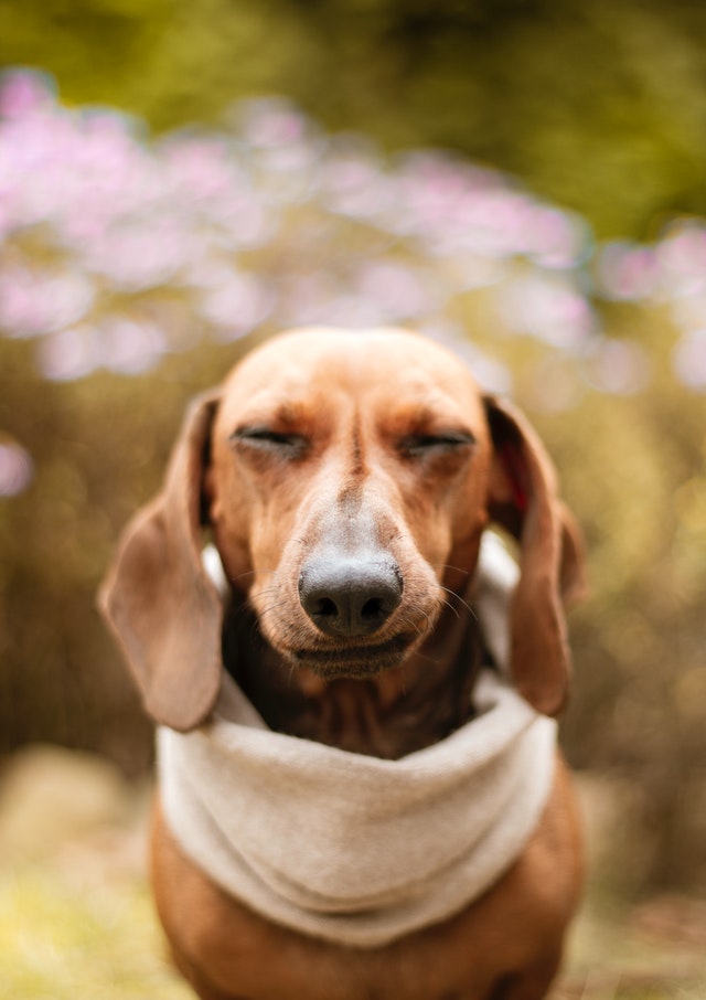 Canine Body Language - eyes - squinting