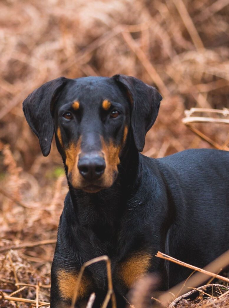Canine Body Language - Doberman with natural floppy ears