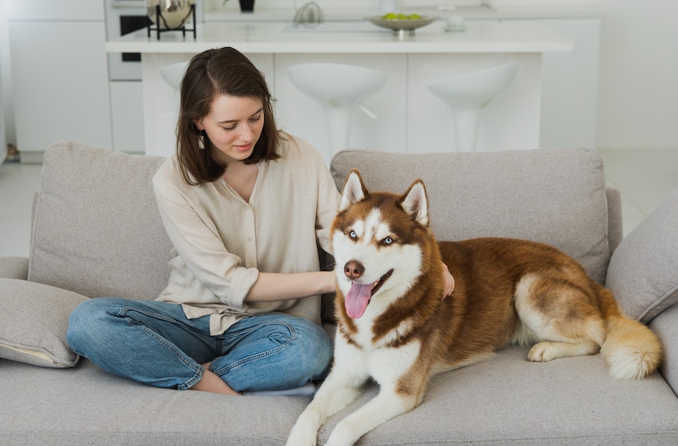 Canine Body Language - relaxed