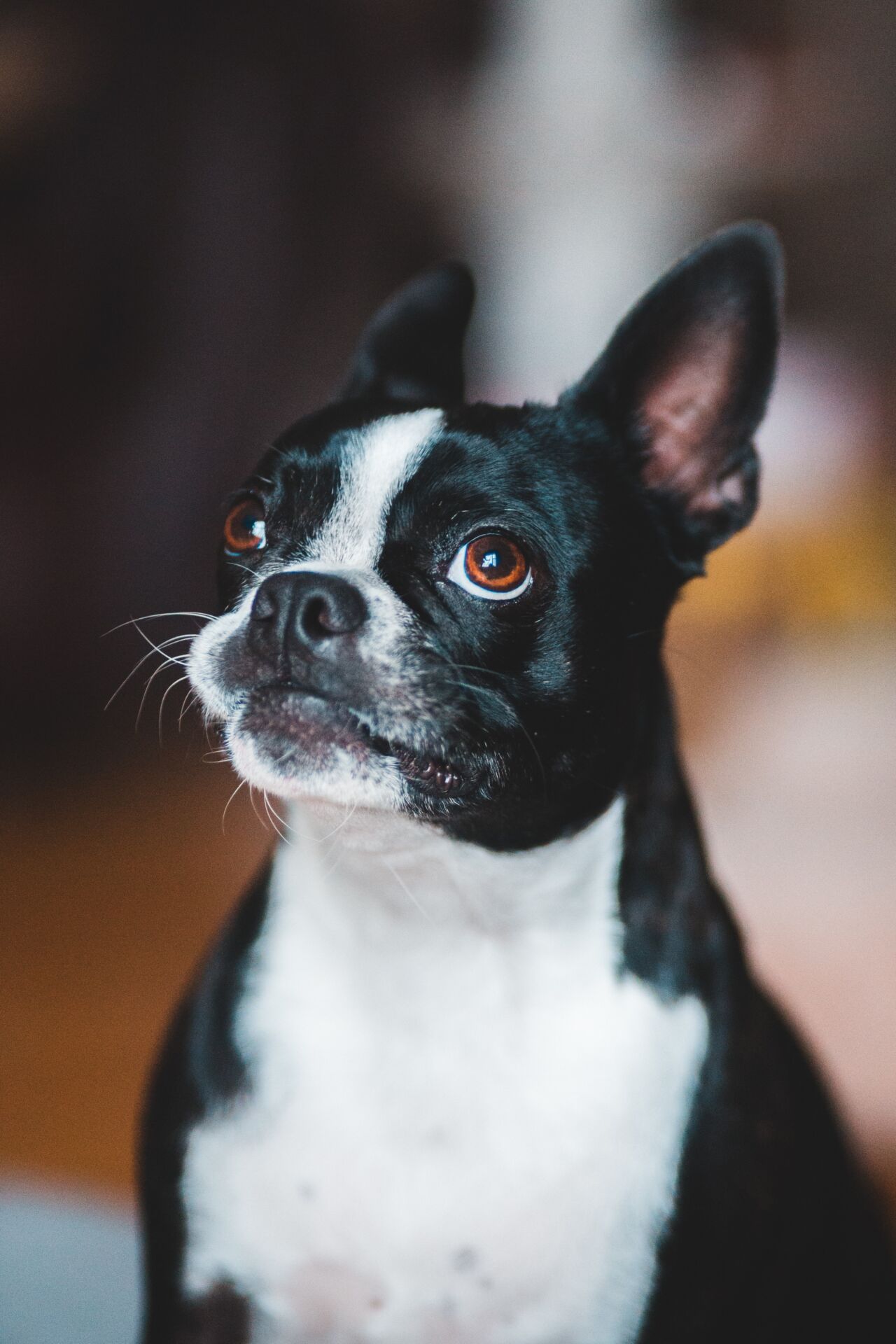 Canine Body Language - eyes - whale eye