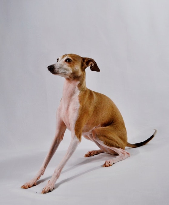Canine Body Language - stiff boy posture- directed backward