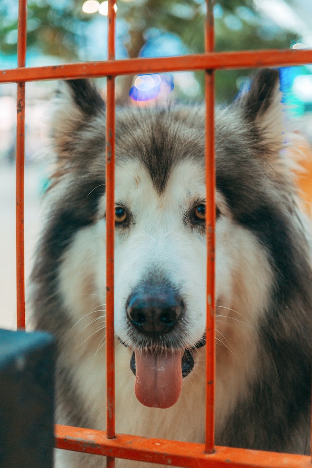 Canine Body Language - relaxed