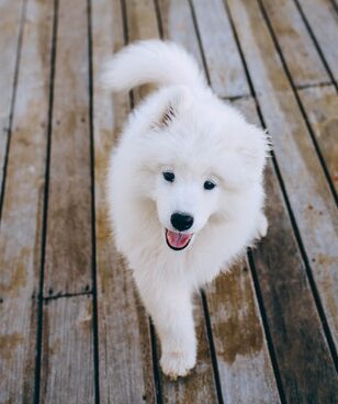 Canine Body Language - relaxed loose posture, relaxed mouth, neutral ears, neutral tail