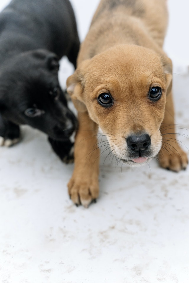 Dog Body Language - crouched posture directed backward, closed mouth, ears pinned down and back, whiskers forward, lip lick