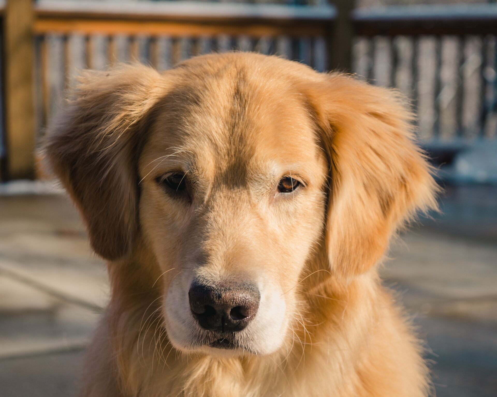 Canine Body Language - floppy ears - high and forward