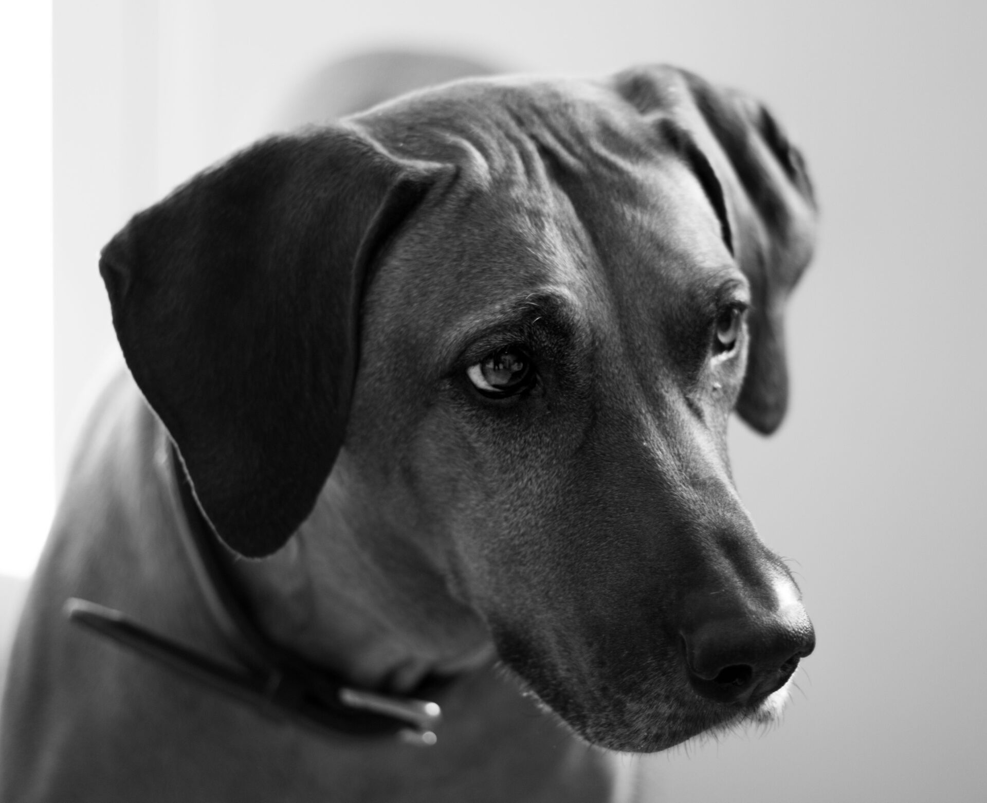 Canine Body Language - furrowed brow