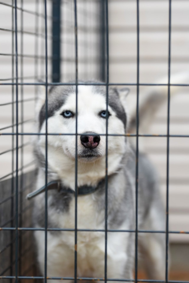 Canine Body Language - stressed