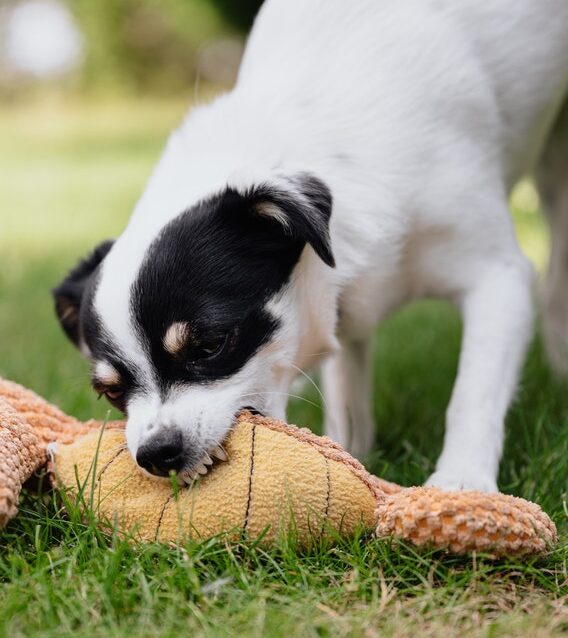 Canine Body Language - mouth - showing teeth
