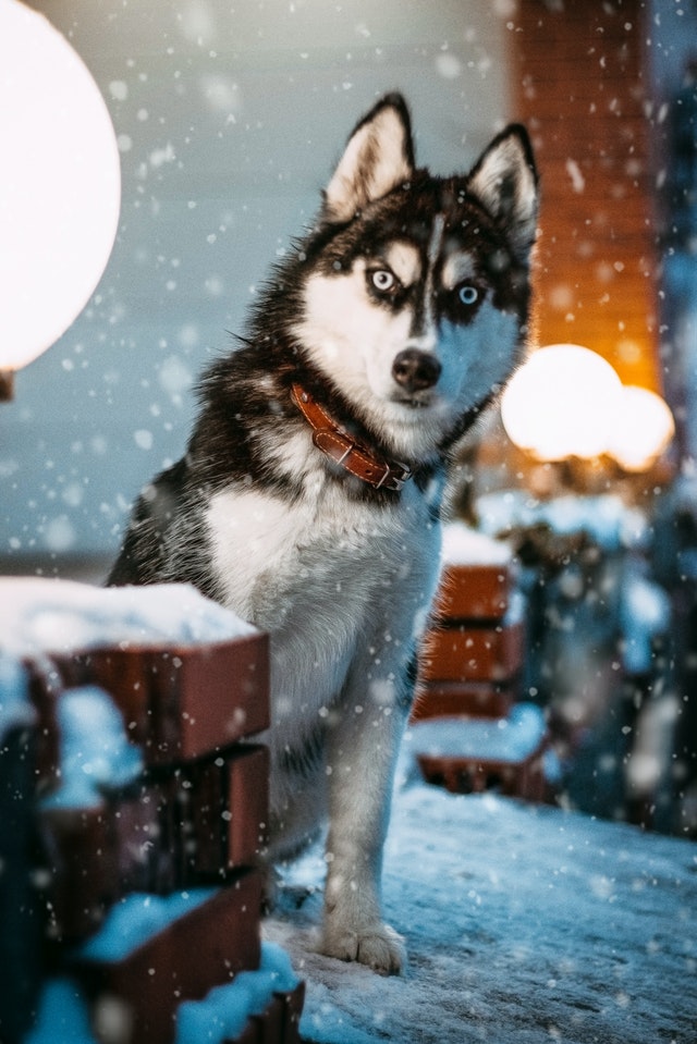 Canine Body Language - stiff body posture - directed forward