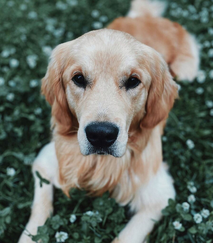 Canine Body Language - floppy ears - neutral