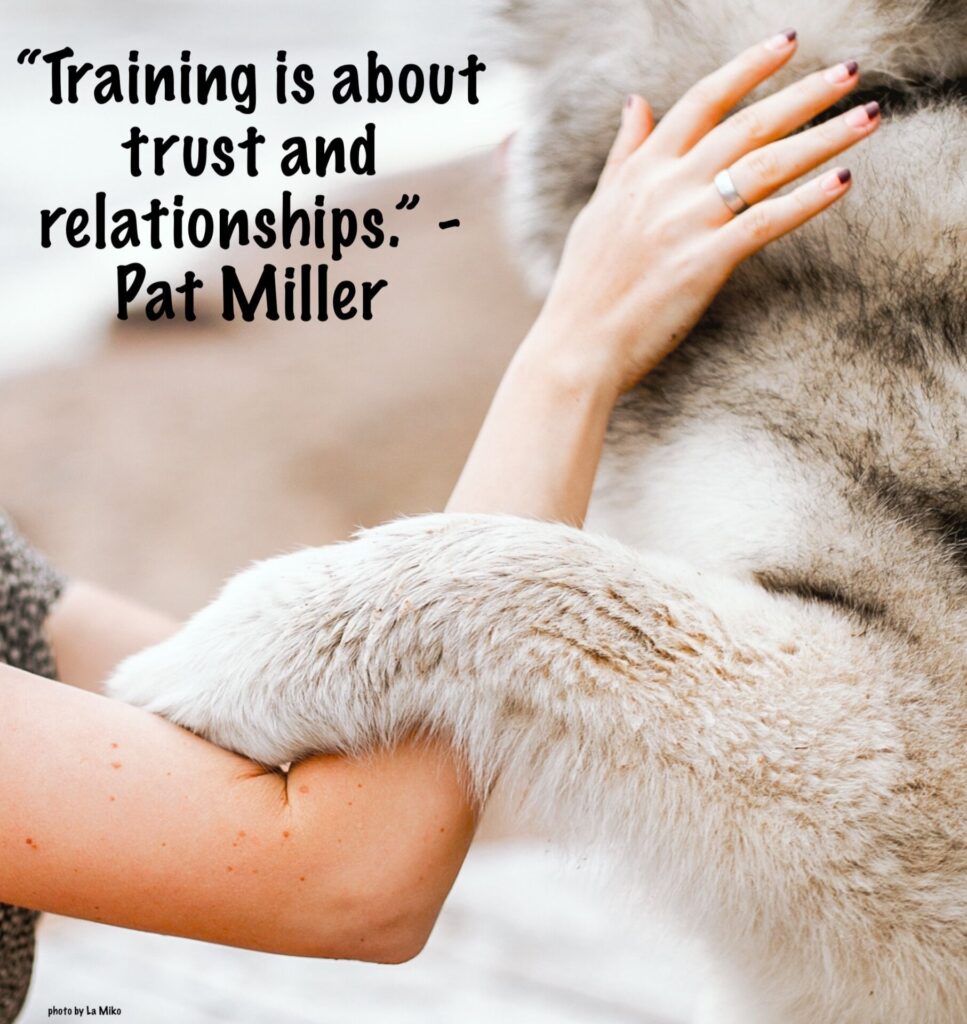 Dog Training Manuals That You Can Trust