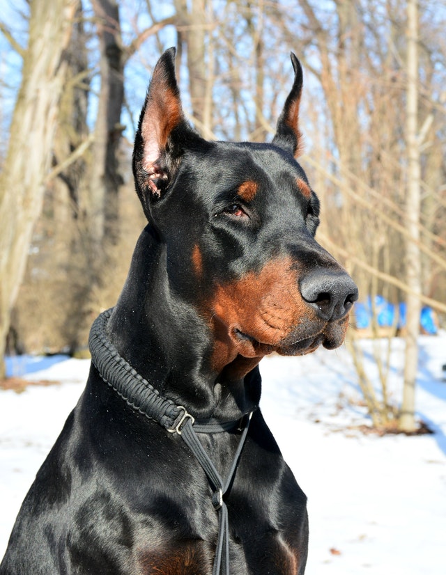 Canine Body Language - Doberman with cropped ears