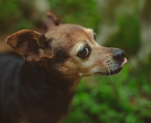 Canine Body Language - whiskers - directed forward with raised whisker bed