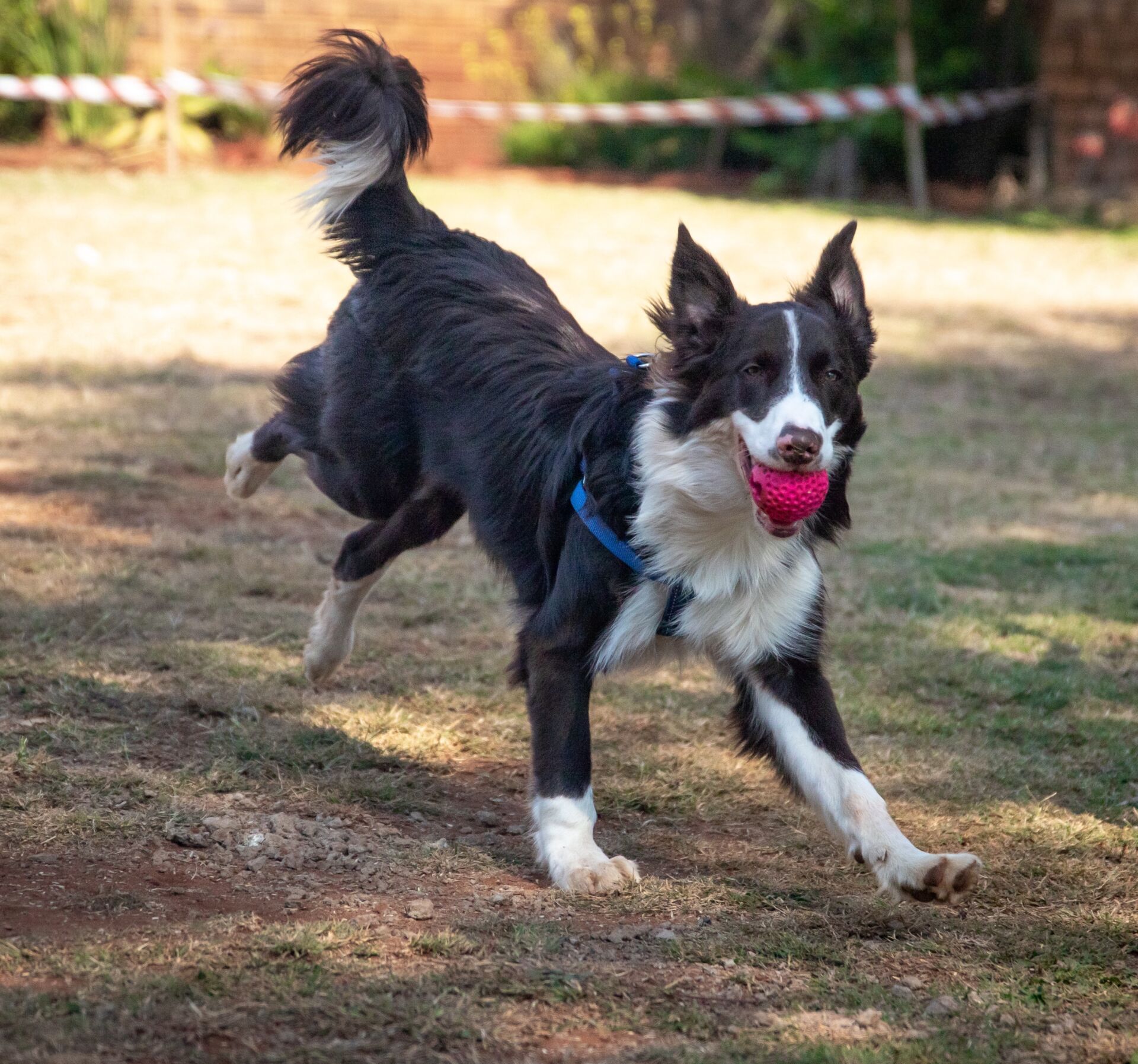 Canine Body Language - loose, relaxed posture