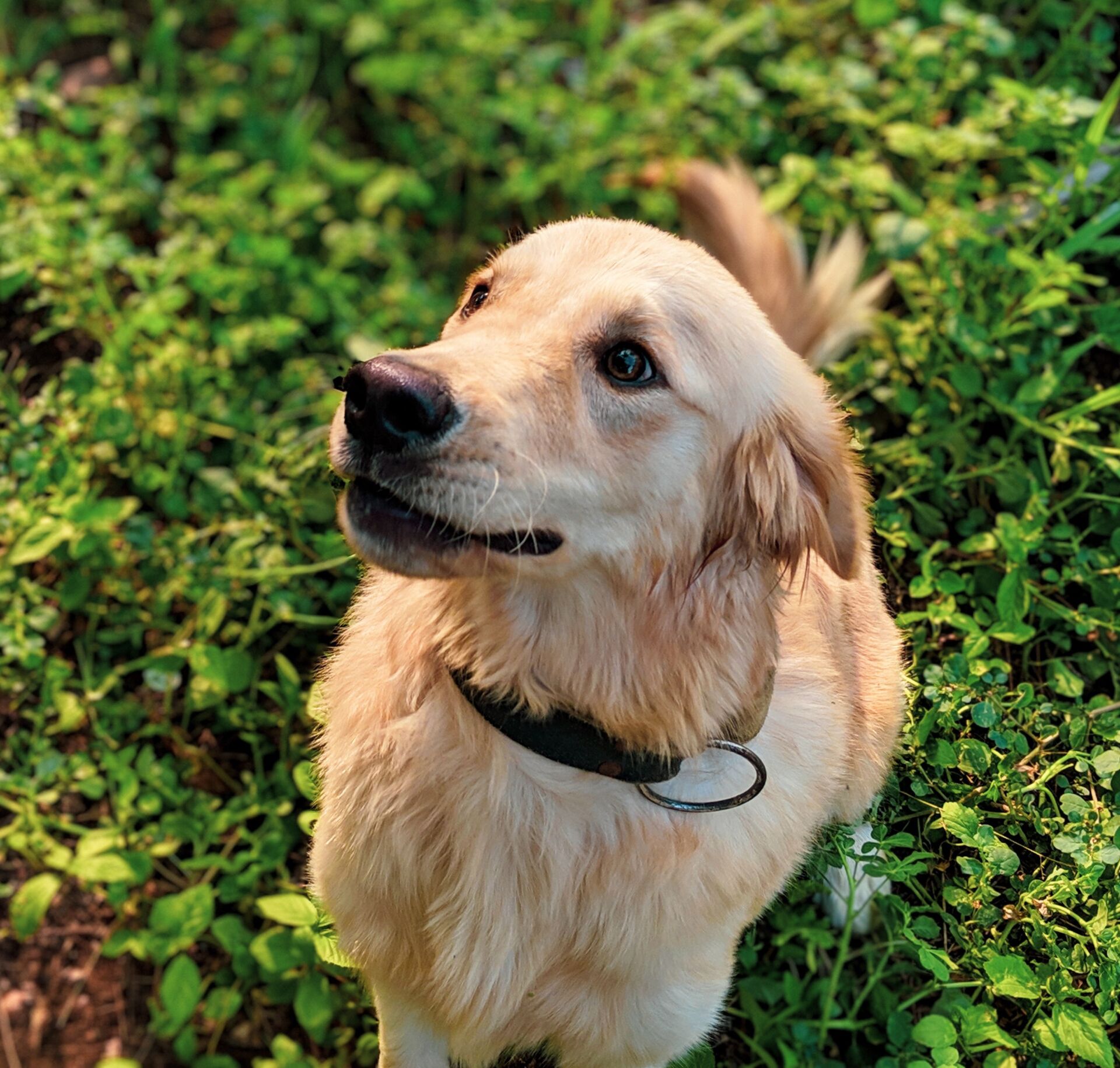 Canine Body Language - floppy ears - down and back