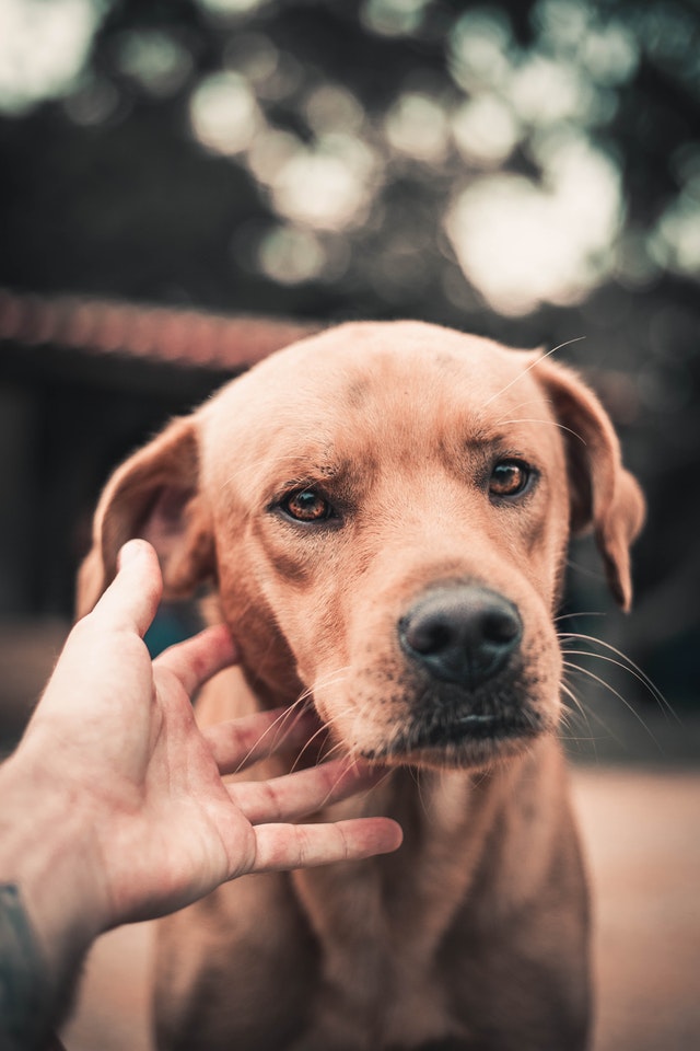 Canine Body Language - Whiskers around nose eyes directed forward w/ raised whisker beds & “hard” eyes