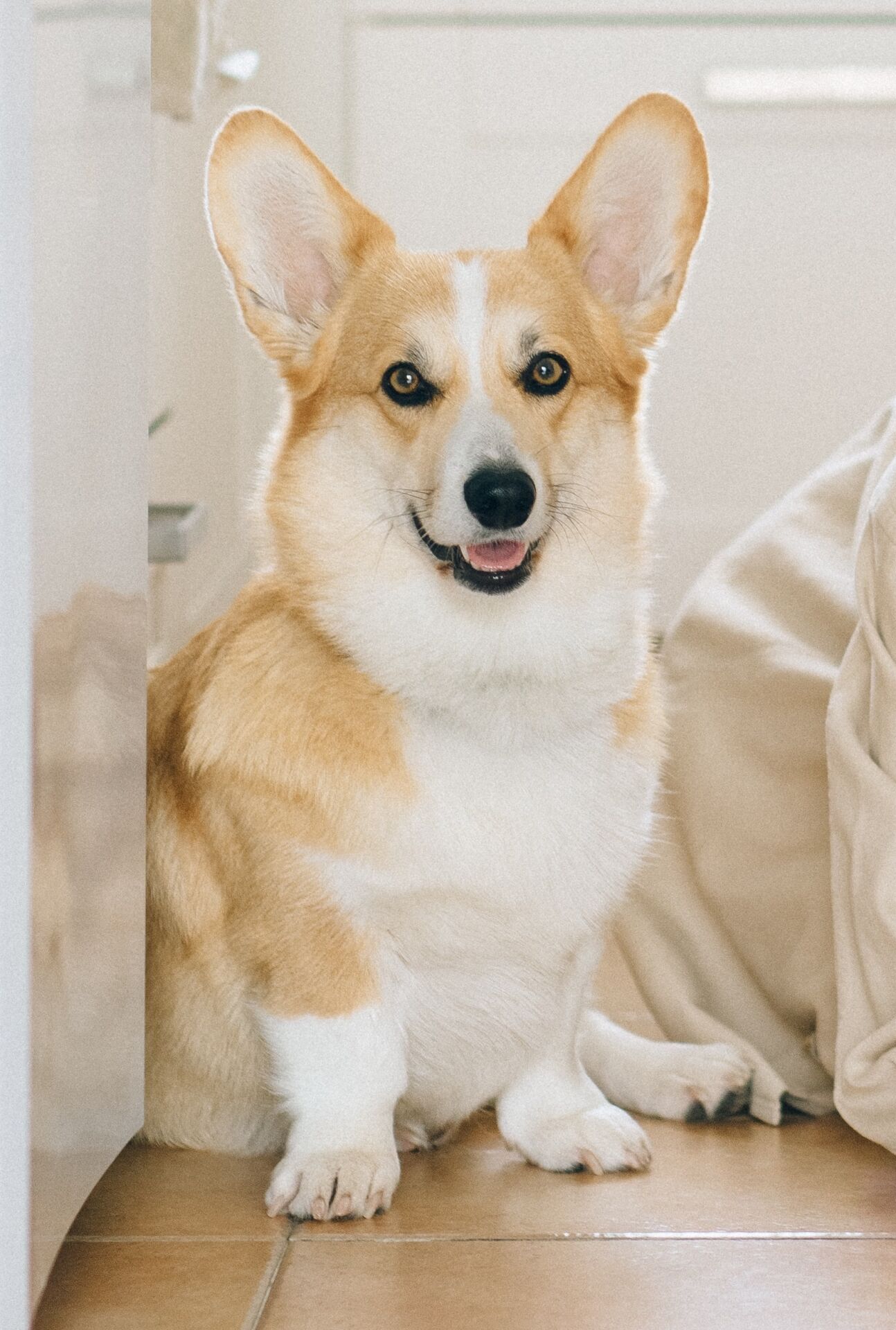 Canine Body Language - erect ears - up and neutral