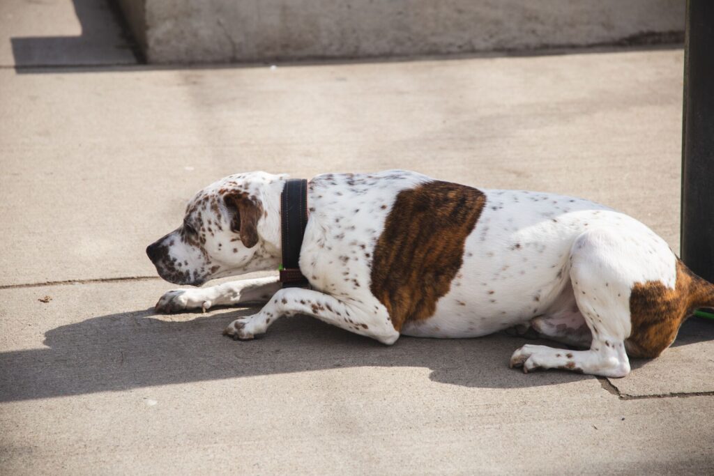 Dog Body Language: How to Speak Dog