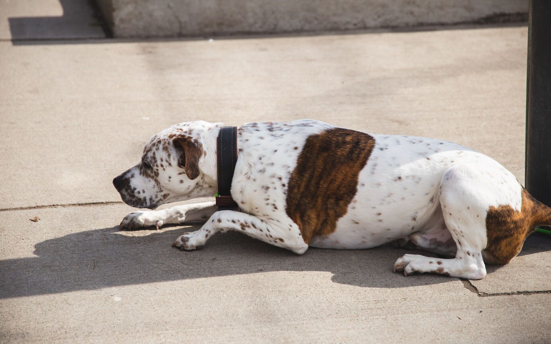 Dog Body Language: How to Speak Dog