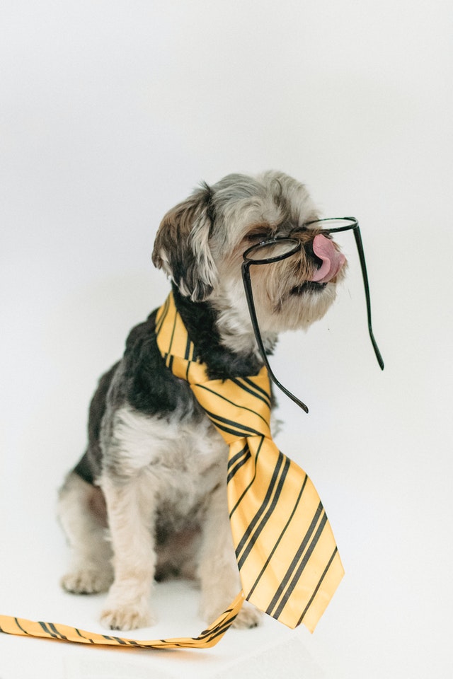 Canine Body Language - lip or nose lick