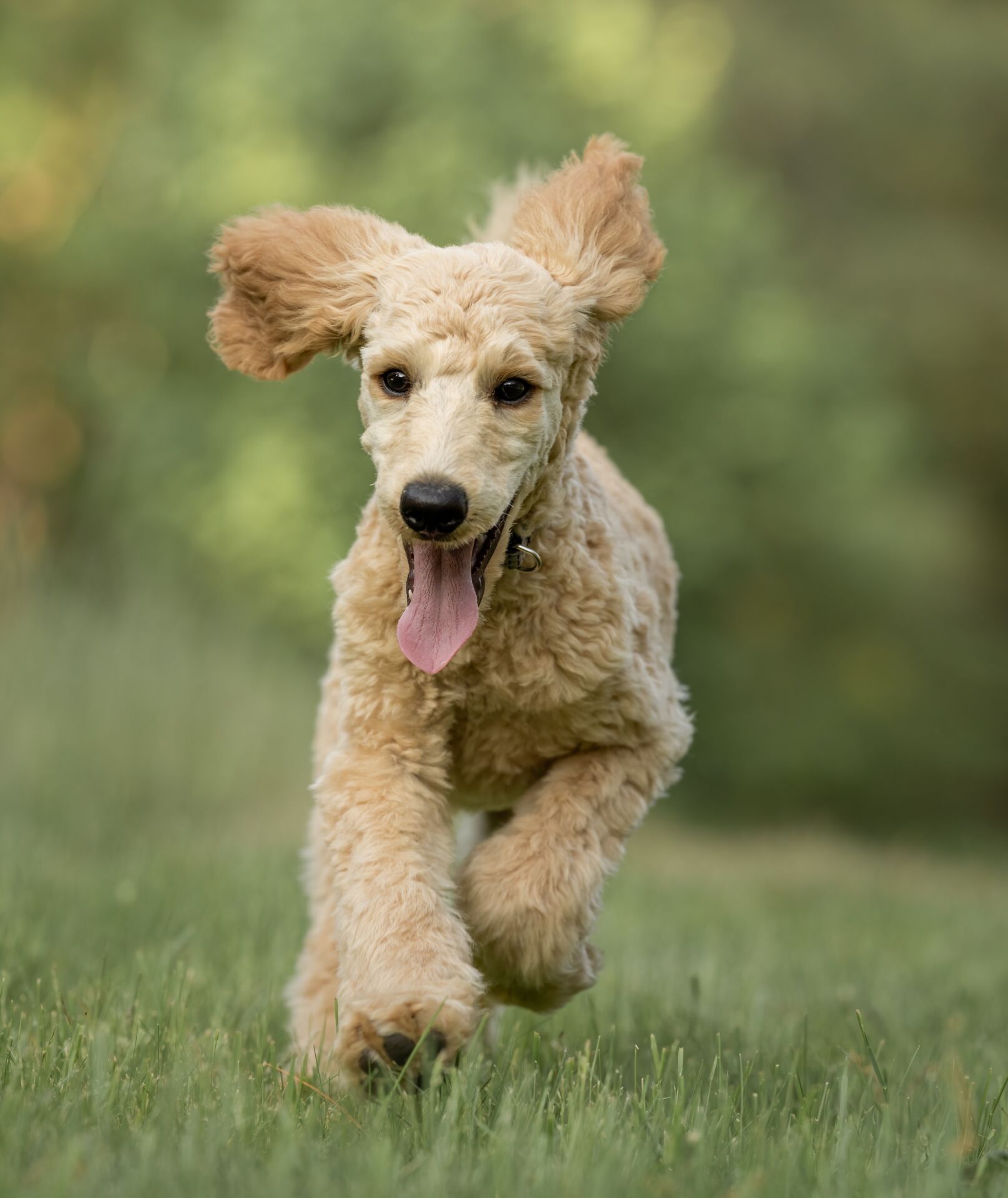 Canine Body Language - loose, relaxed posture