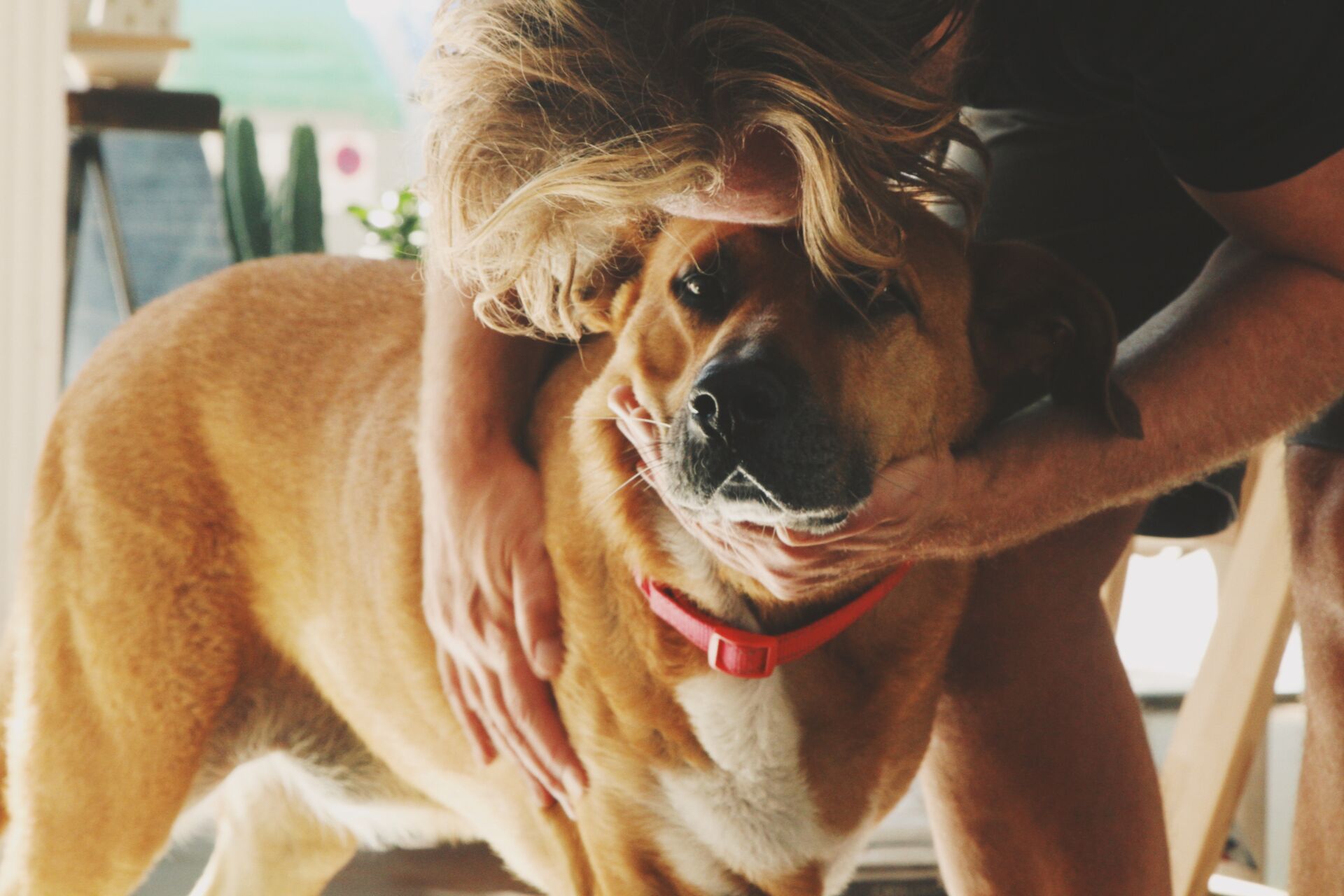 Canine Body Language - stressed