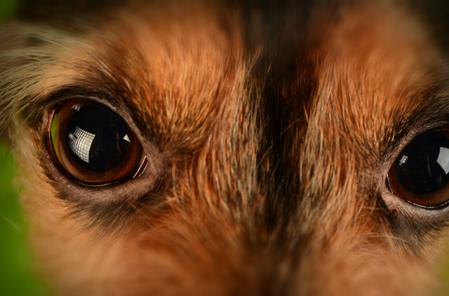 Canine Body Language - eyes - dilated pupils