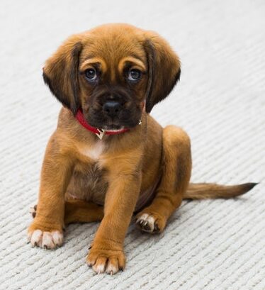 Canine Body Language - puppy with furrowed brow